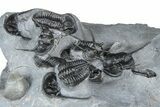Impressive Cyphaspis Trilobite Cluster - Mrakib, Morocco #365711-6